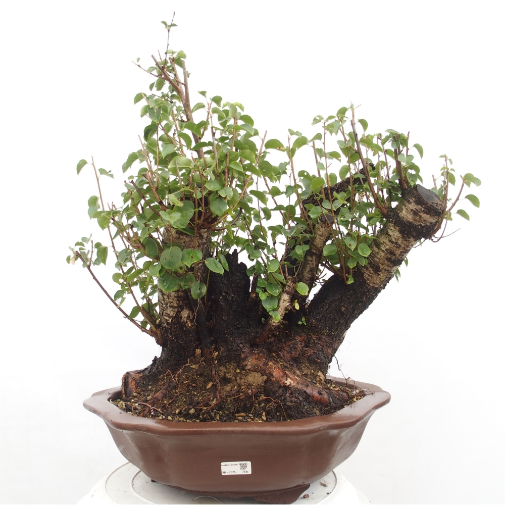 Bonsai na zewnątrz - Mahalebka - Prunus mahaleb
