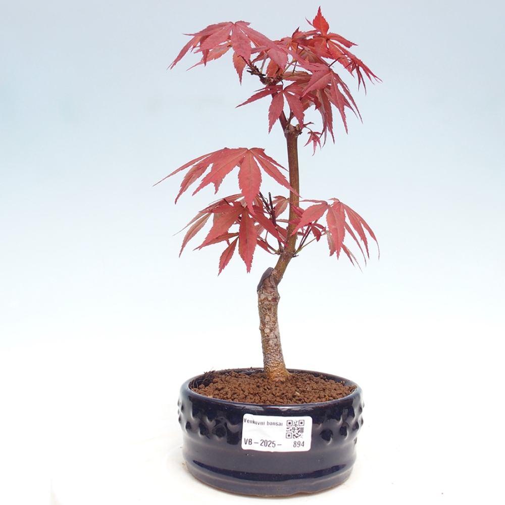 Bonsai zewnętrzne - palma Acer. Klon Atropurpureum-Palmleaf