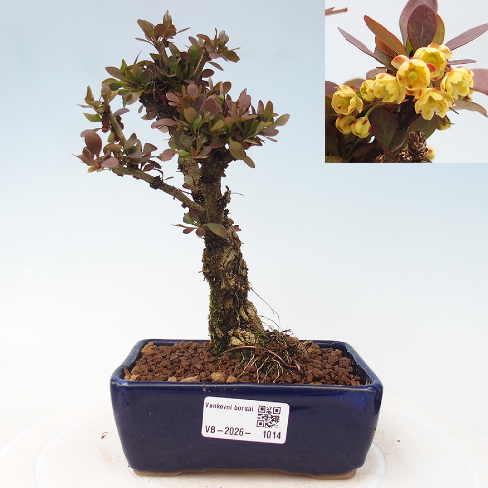 Bonsai zewnętrzne - Berberis Thunbergii Bagatelle