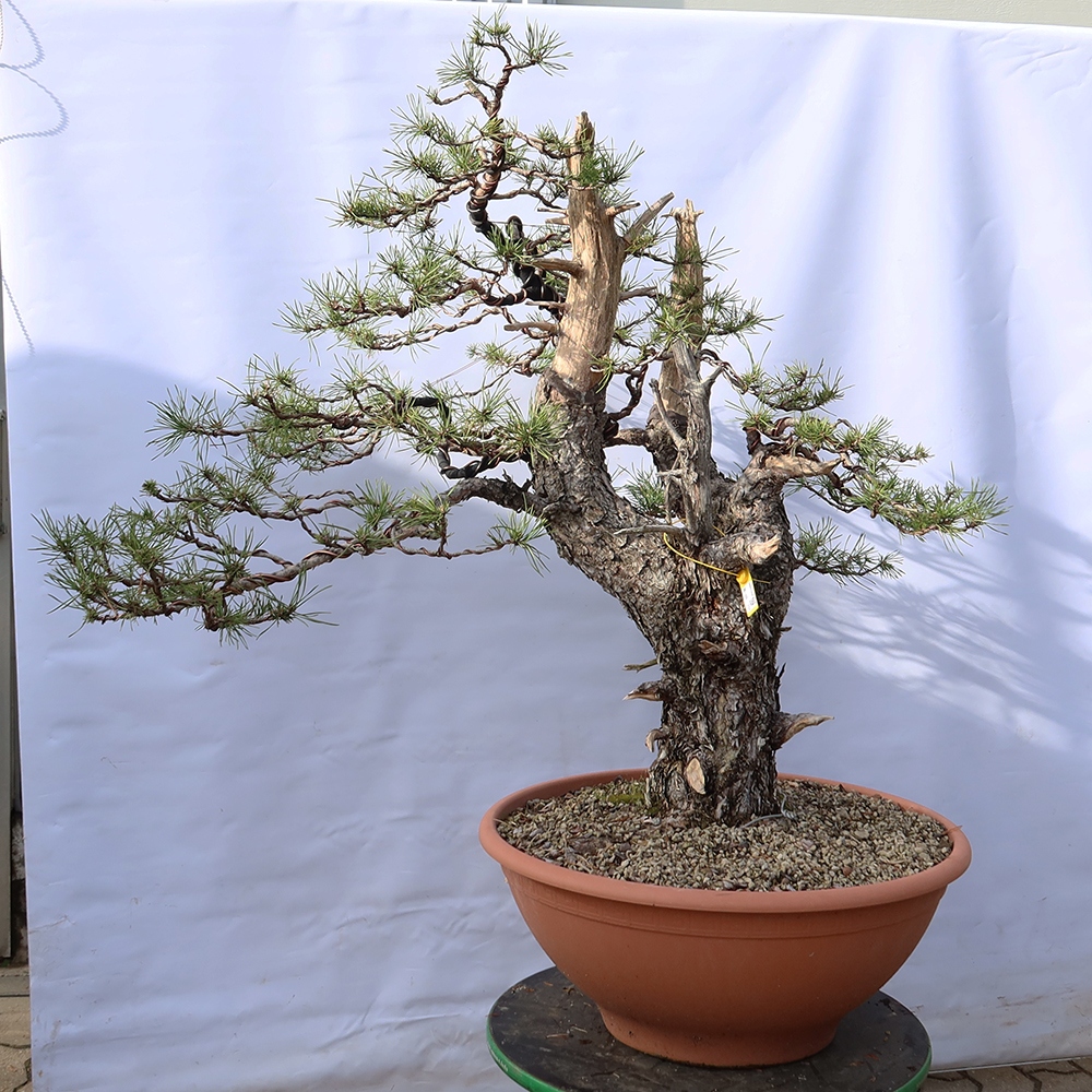 Pinus sylvestris Hiszpania – sosna zwyczajna