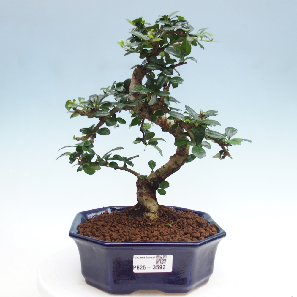 Bonsai pokojowe - Carmona macrophylla - Tea fuki