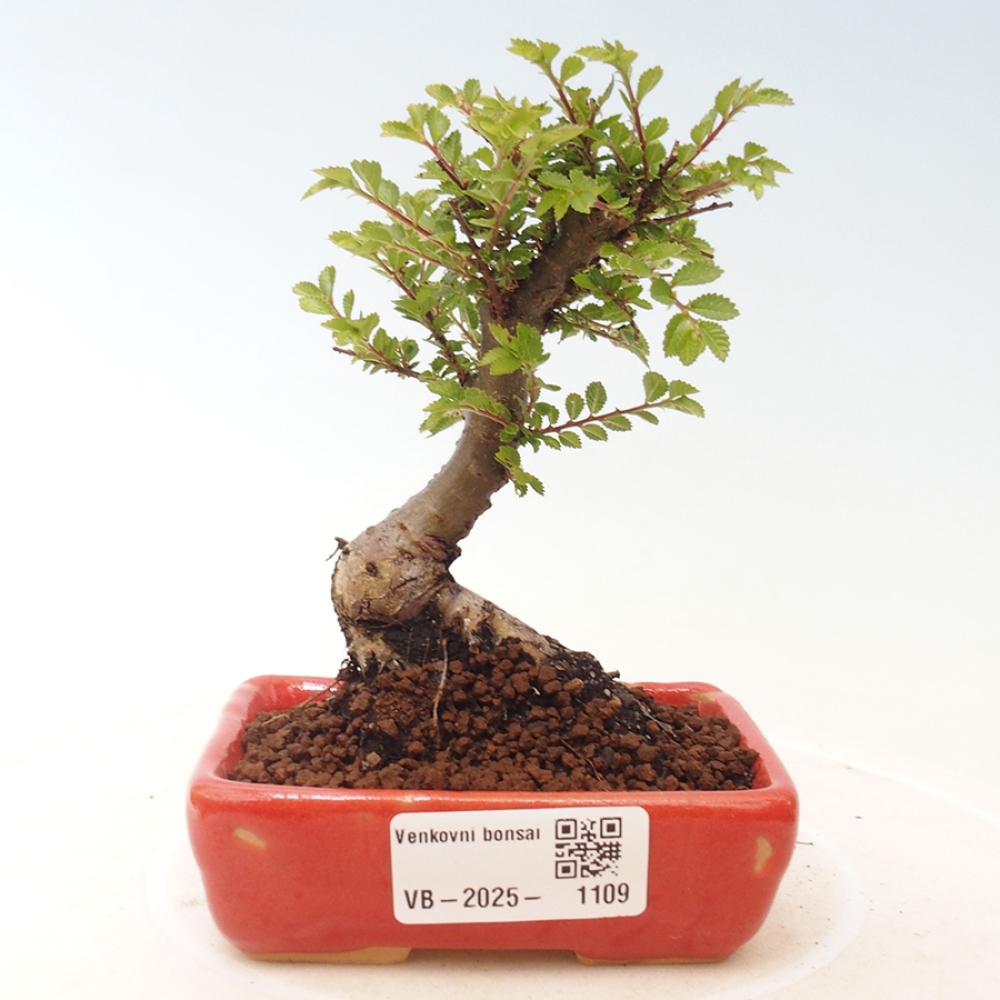 Bonsai zewnętrzne - Ulmus parvifolia Sagei - Wiąz drobnolistny