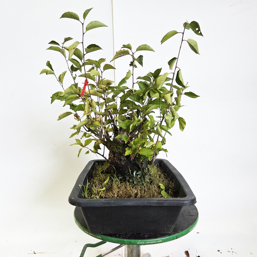 Wiśnia bonsai na zewnątrz - Prunus aviata