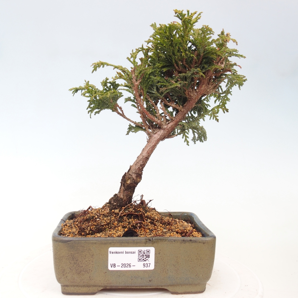 Bonsai zewnętrzne - Cham.pis Parslori - Cyprys