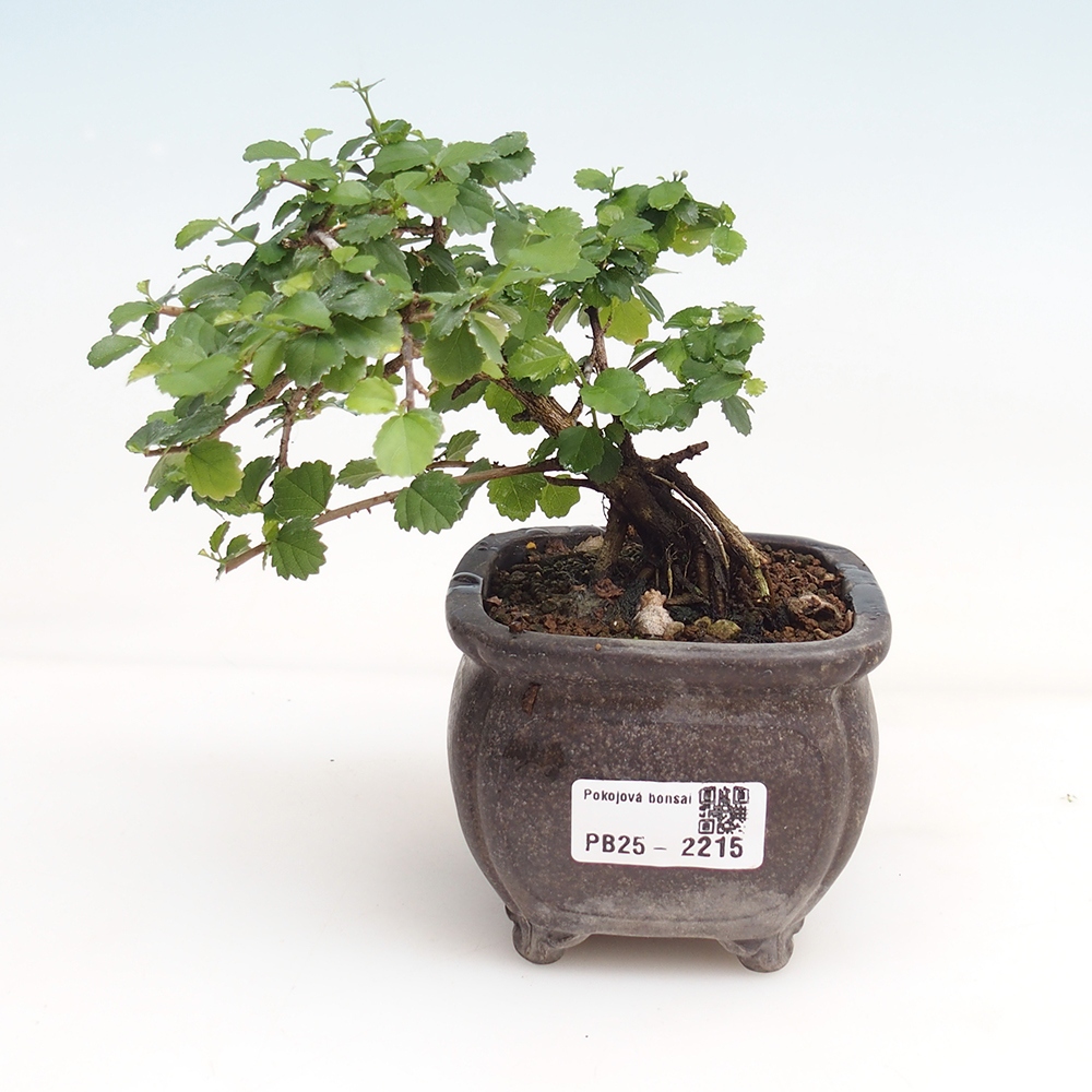 Bonsai wewnętrzne - Grewia sp. - Grewie drobnolistne
