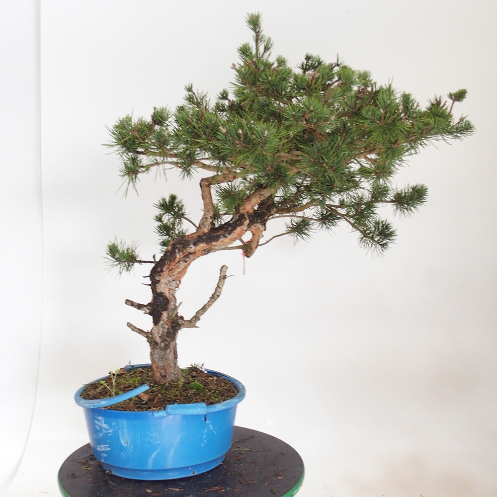 Yamadori - Pinus sylvestris Hiszpania
