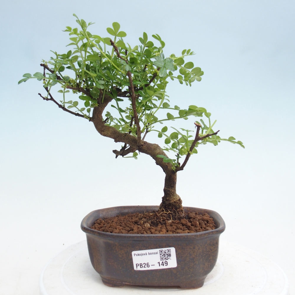 Pokój bonsai - Zantoxylum piperitum - drzewo pieprzowe
