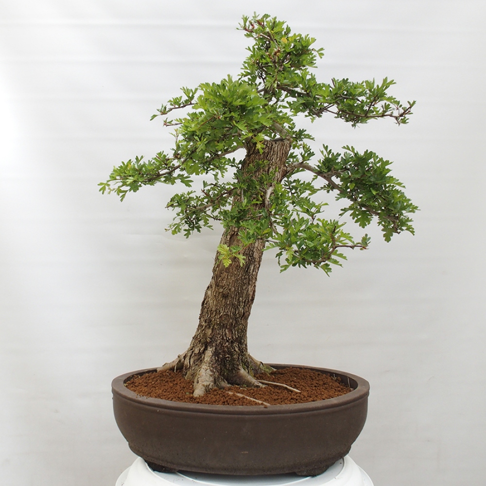Bonsai zewnętrzne - Głóg - Crataegus monogyna