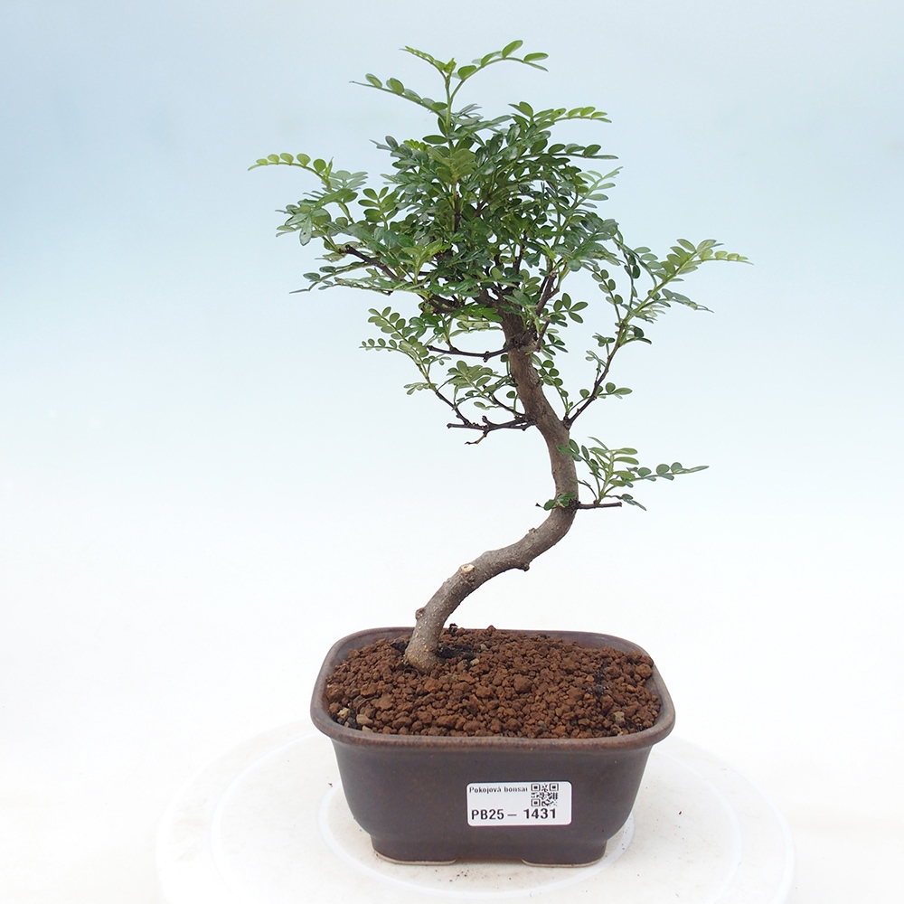 Kryty bonsai - Zantoxylum piperitum - Mięta pieprzowa