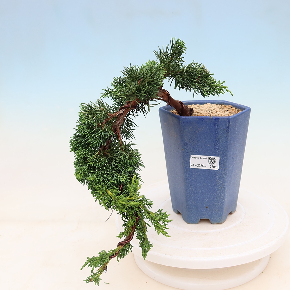 Outdoor bonsai - Juniperus chinensis Kishu