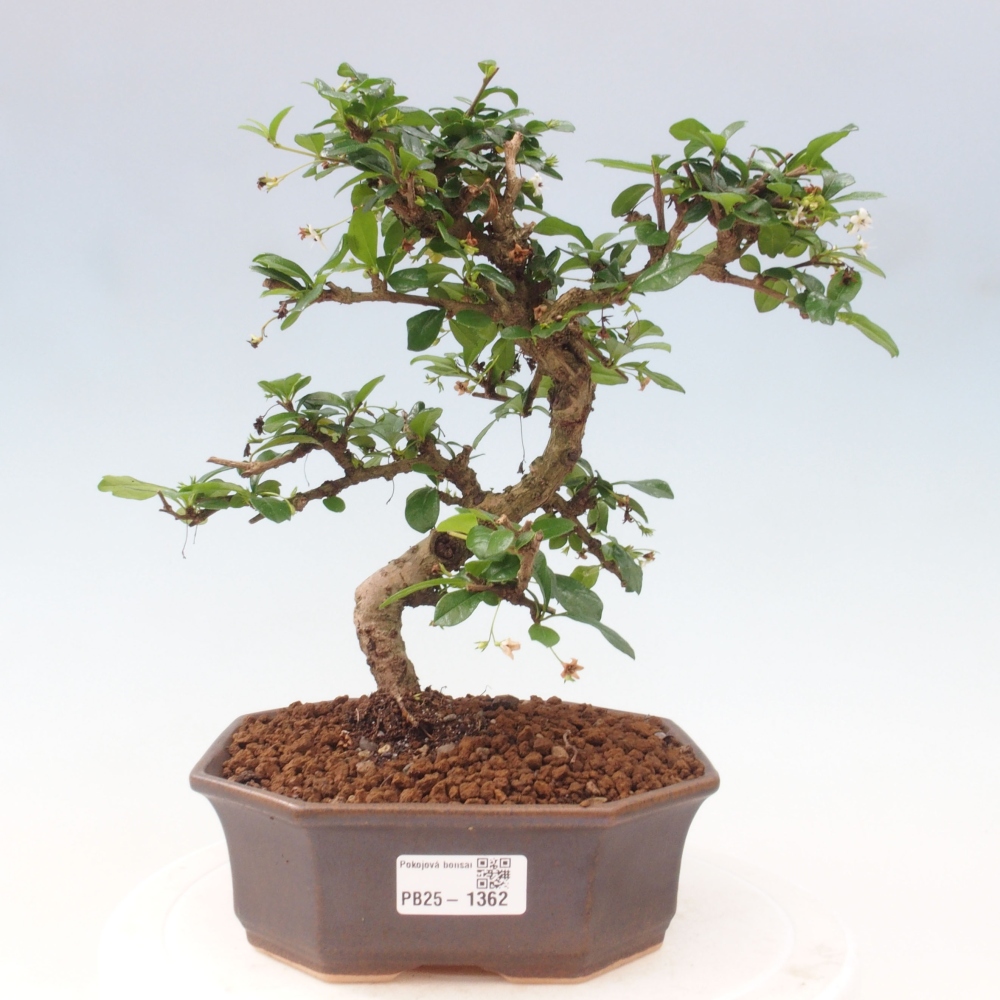 Pokój bonsai - Carmona macrophylla - Tea fuki