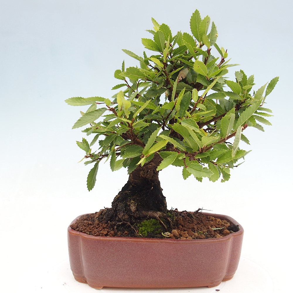 Bonsai na zewnątrz - Zelkova - Zelkova serrata
