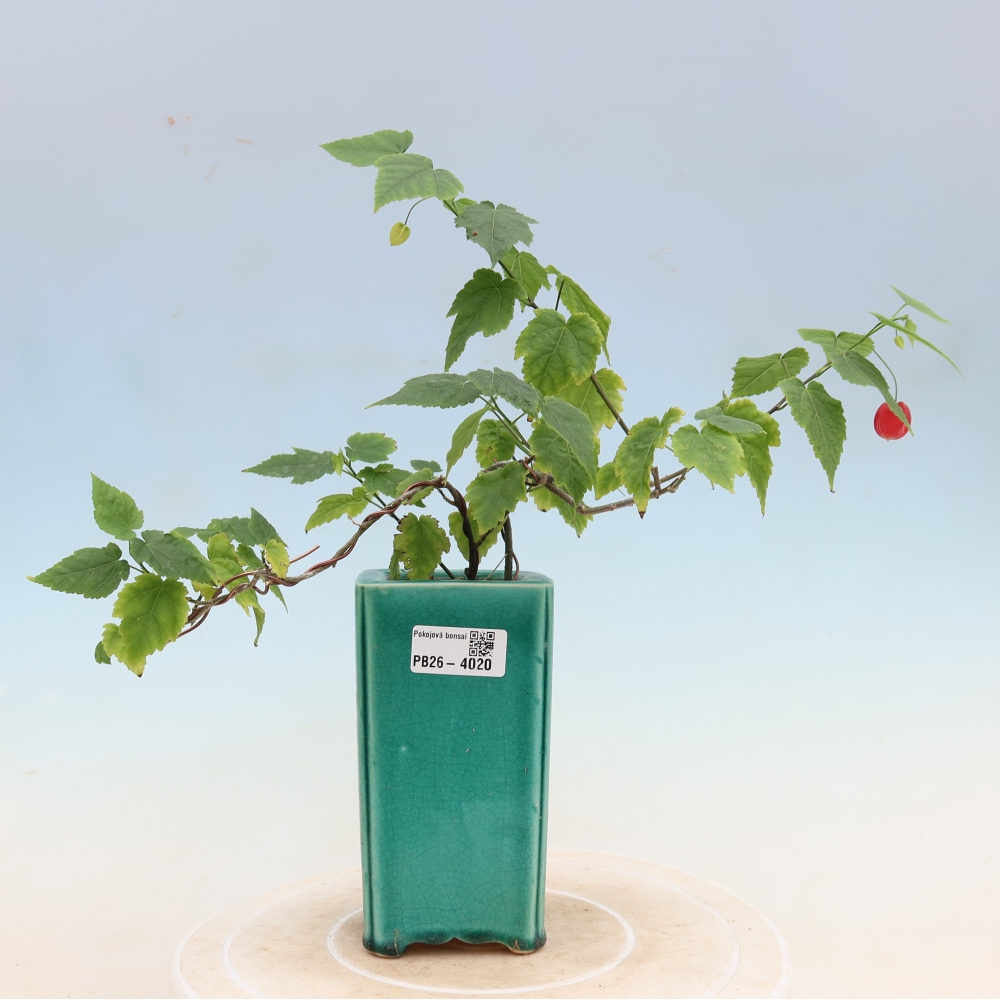 Bonsai domowe - Abutilon Big Bell - Cloudberry