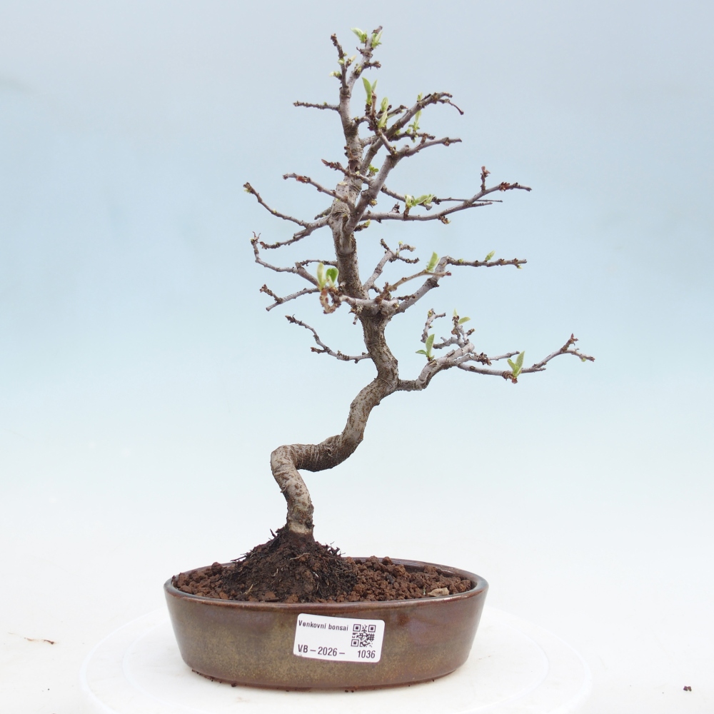 Bonsai zewnętrzne - Chaneomeles chinensis