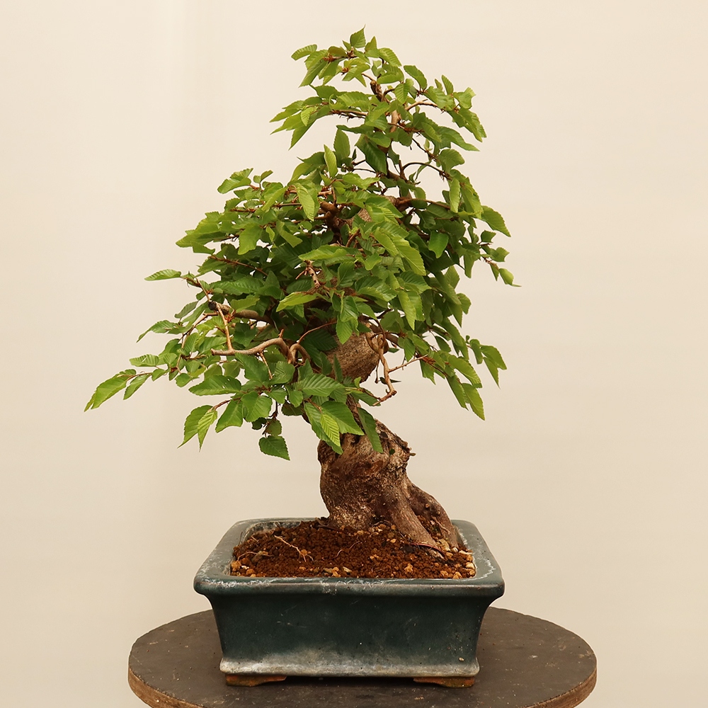 Bonsai plenerowe - Carpinus Coreana - grab koreański