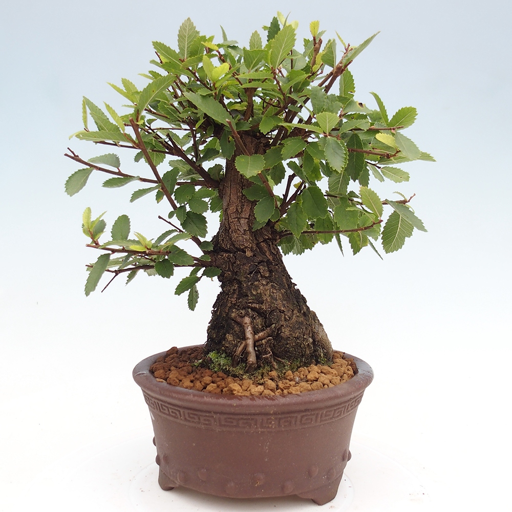 Bonsai zewnętrzne - Zelkova - Zelkova NIRE