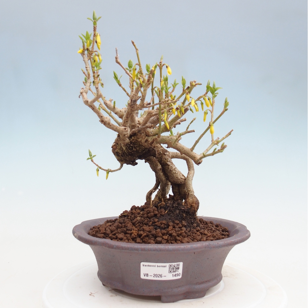 Outdoor bonsai - Zlatice - Forsycja koreańska