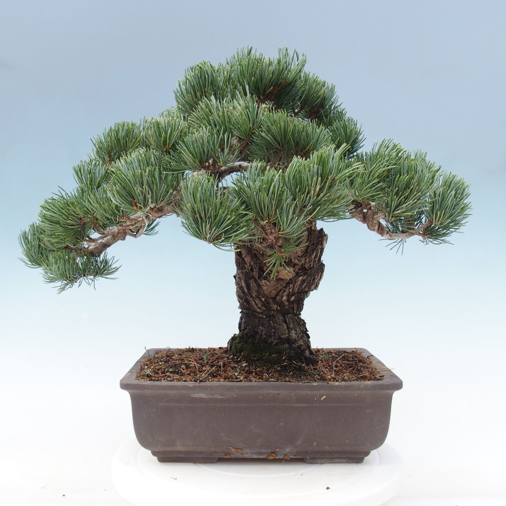Outdoor bonsai - Pinus parviflora - Mała sosna