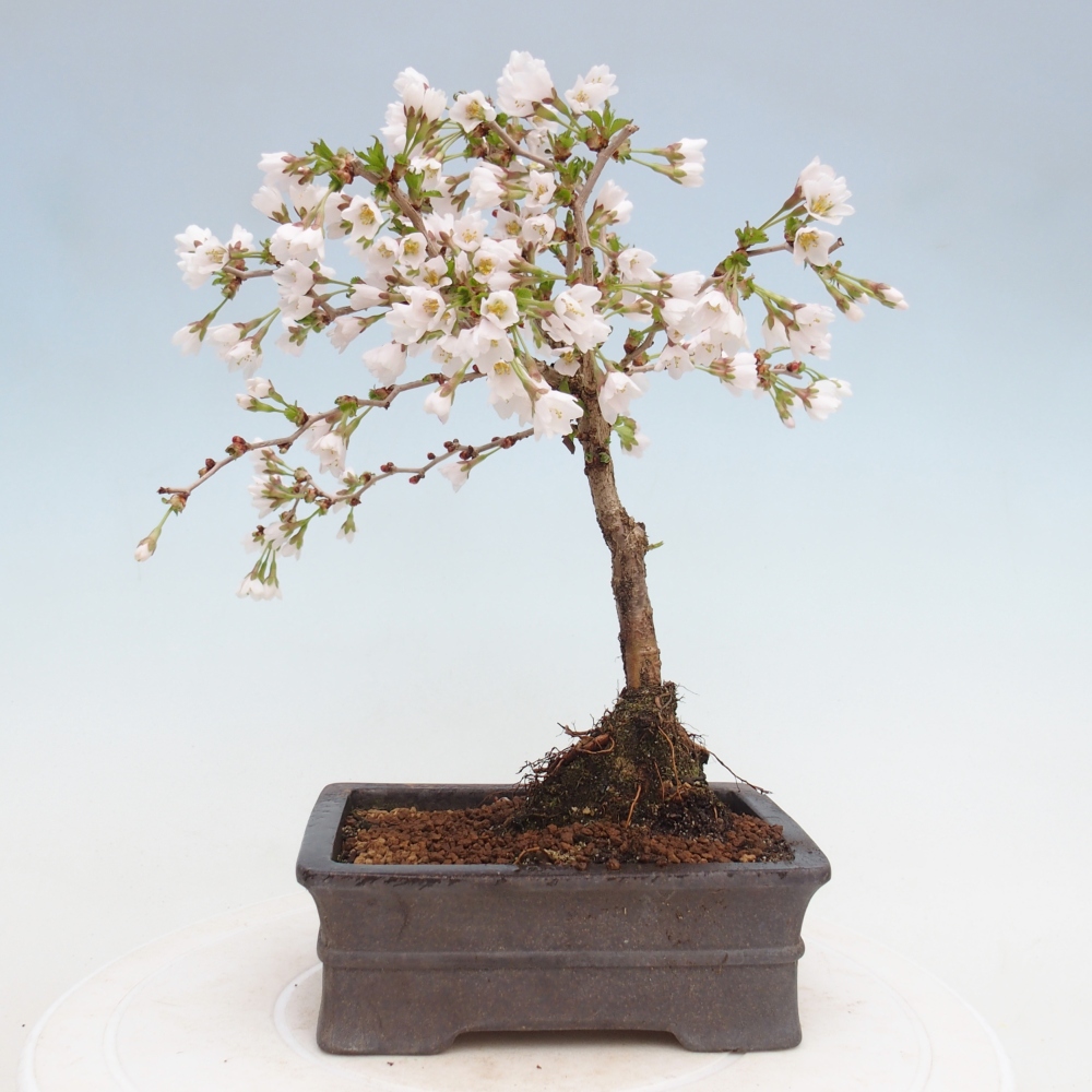 Outdoor bonsai - Prunus incisa Kojou-no mai-Plivon wycięty
