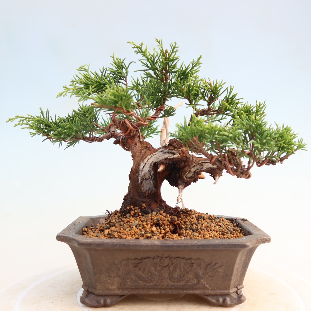 Outdoor bonsai - Juniperus chinensis Itoigawa - Jałowiec chiński