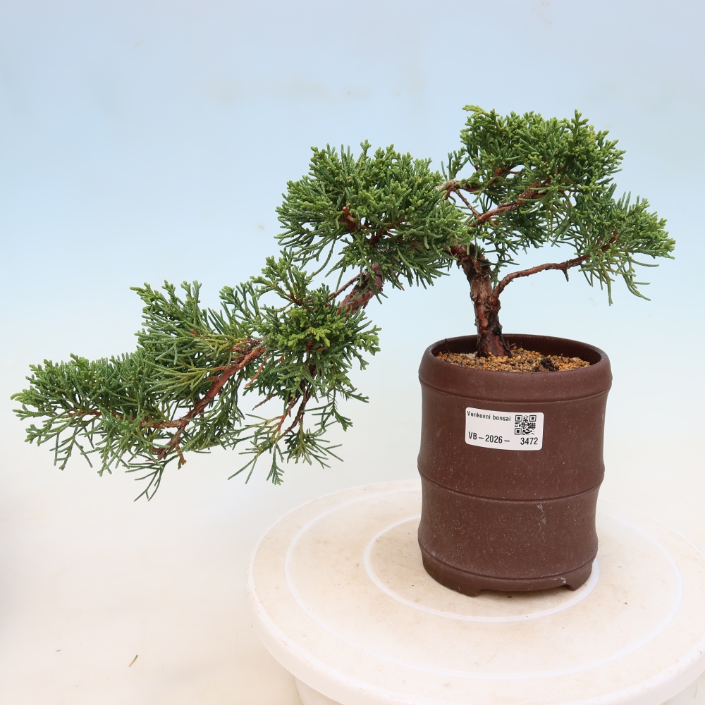 Outdoor bonsai - Juniperus chinensis Kishu