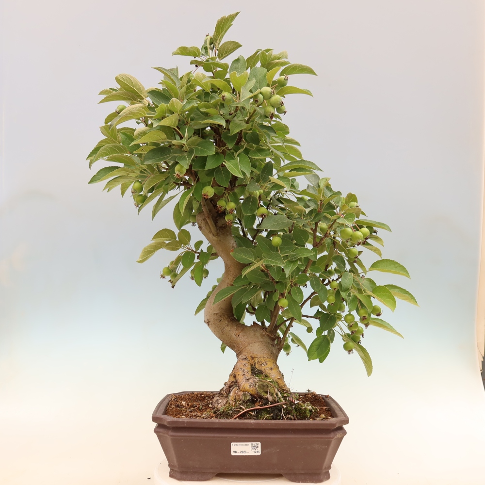 Outdoor bonsai - Malus halliana - Jabłoń drobnoowocowa