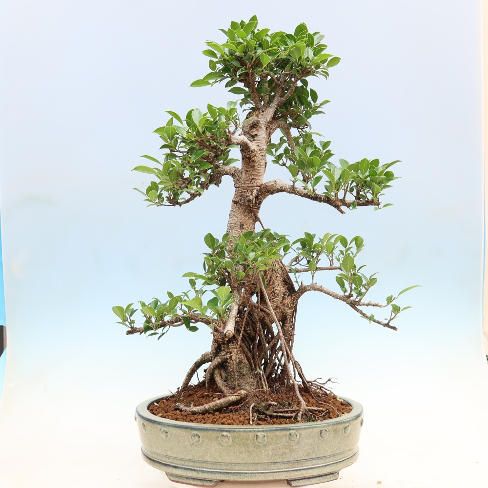 Pokój bonsai - Ficus kimmen - figowiec drobnolistny