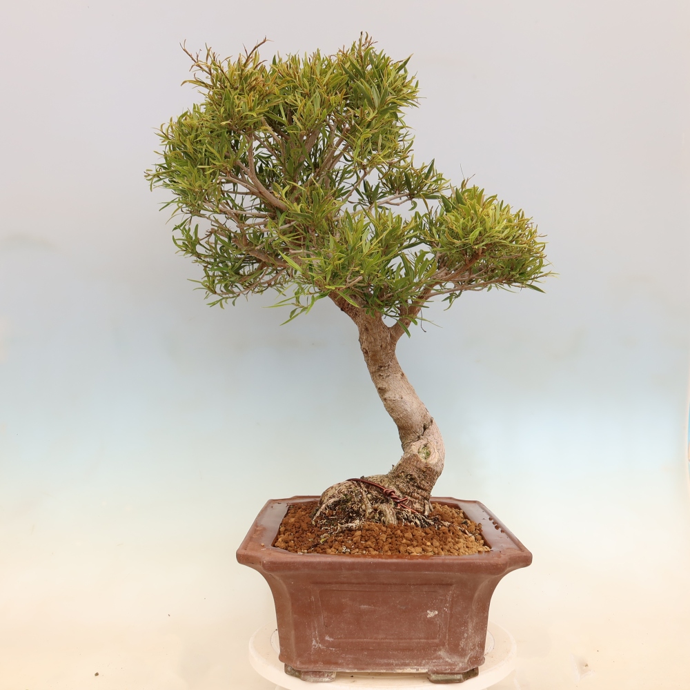Pokój bonsai - Ficus nerifolia - figowiec drobnolistny