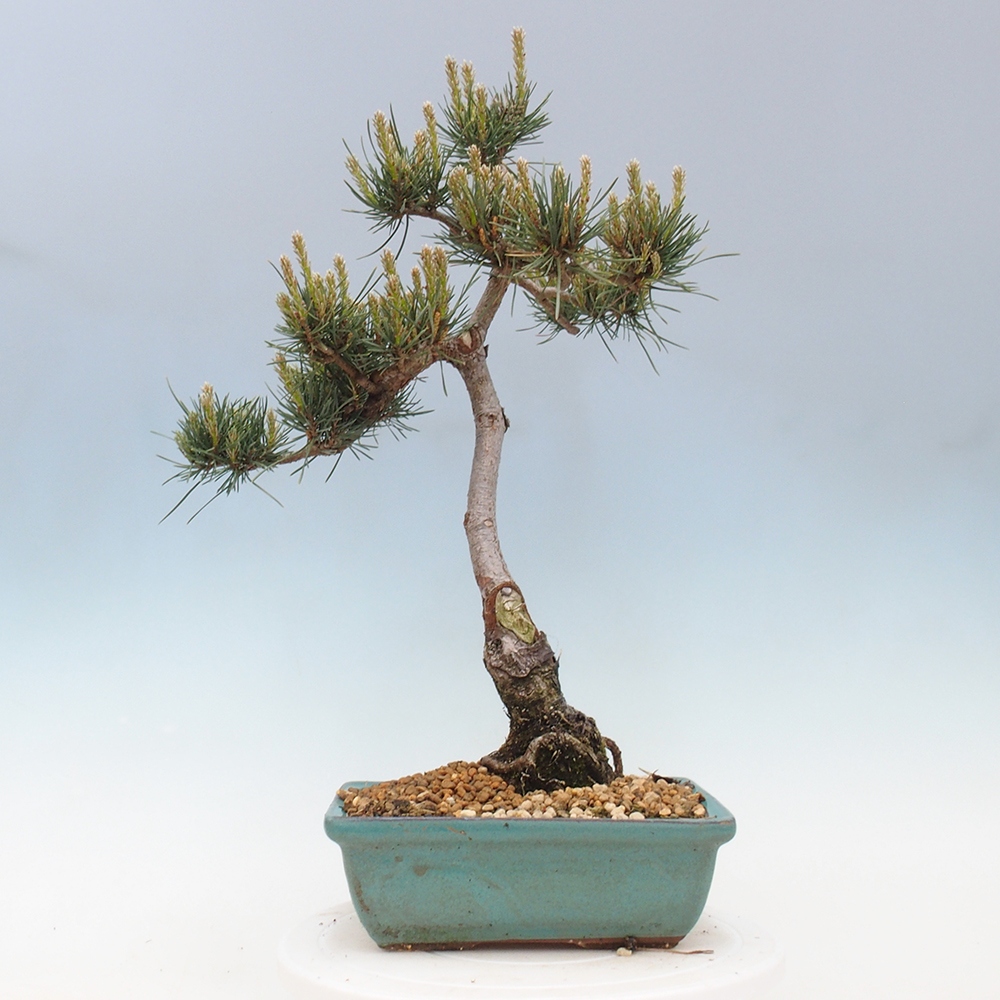 Outdoor bonsai - Pinus Sylvestris - sosna zwyczajna