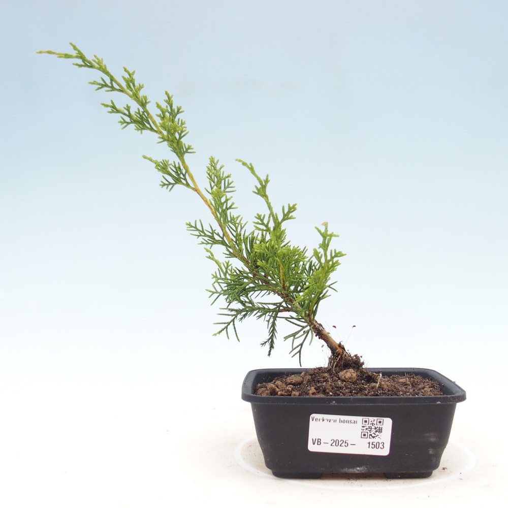 Outdoor bonsai - Juniperus chinensis Itoigawa - Jałowiec chiński