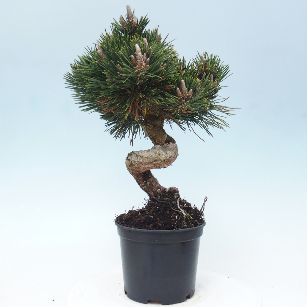 Outdoor bonsai - Pinus thunbergii senjyumaru - Sosna Thunberga