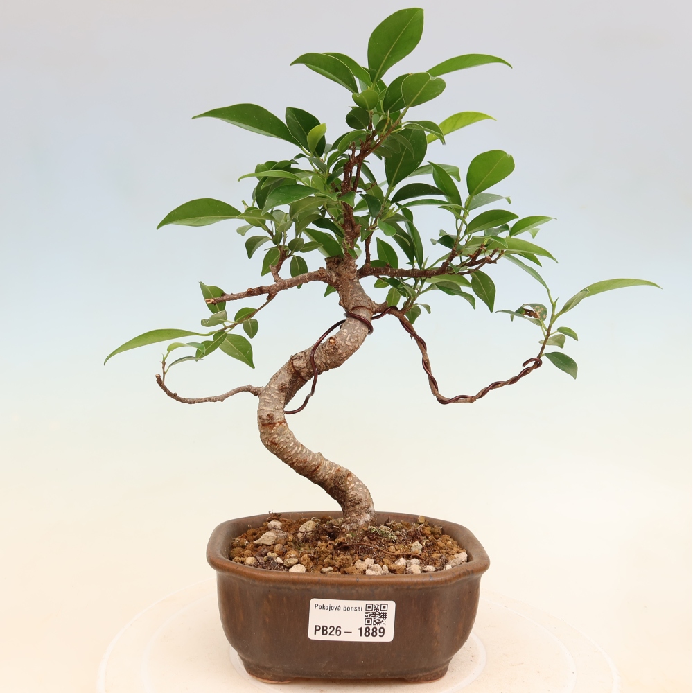 Pokój bonsai - Ficus retusa - figowiec drobnolistny