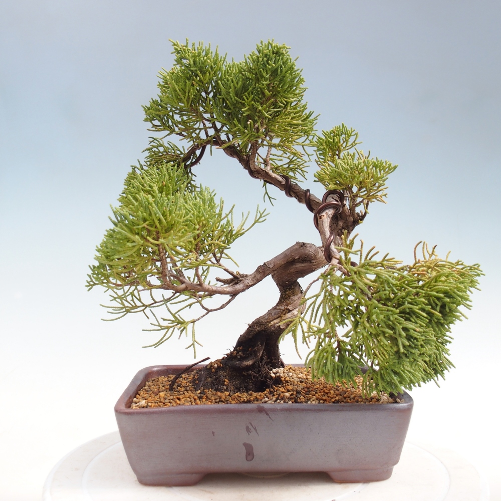Outdoor bonsai - Juniperus chinensis Kishu