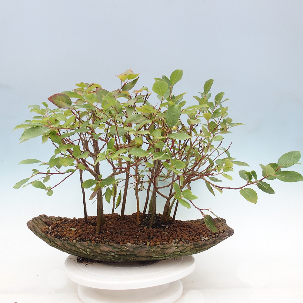Outdoor bonsai - Salix - Wierzba