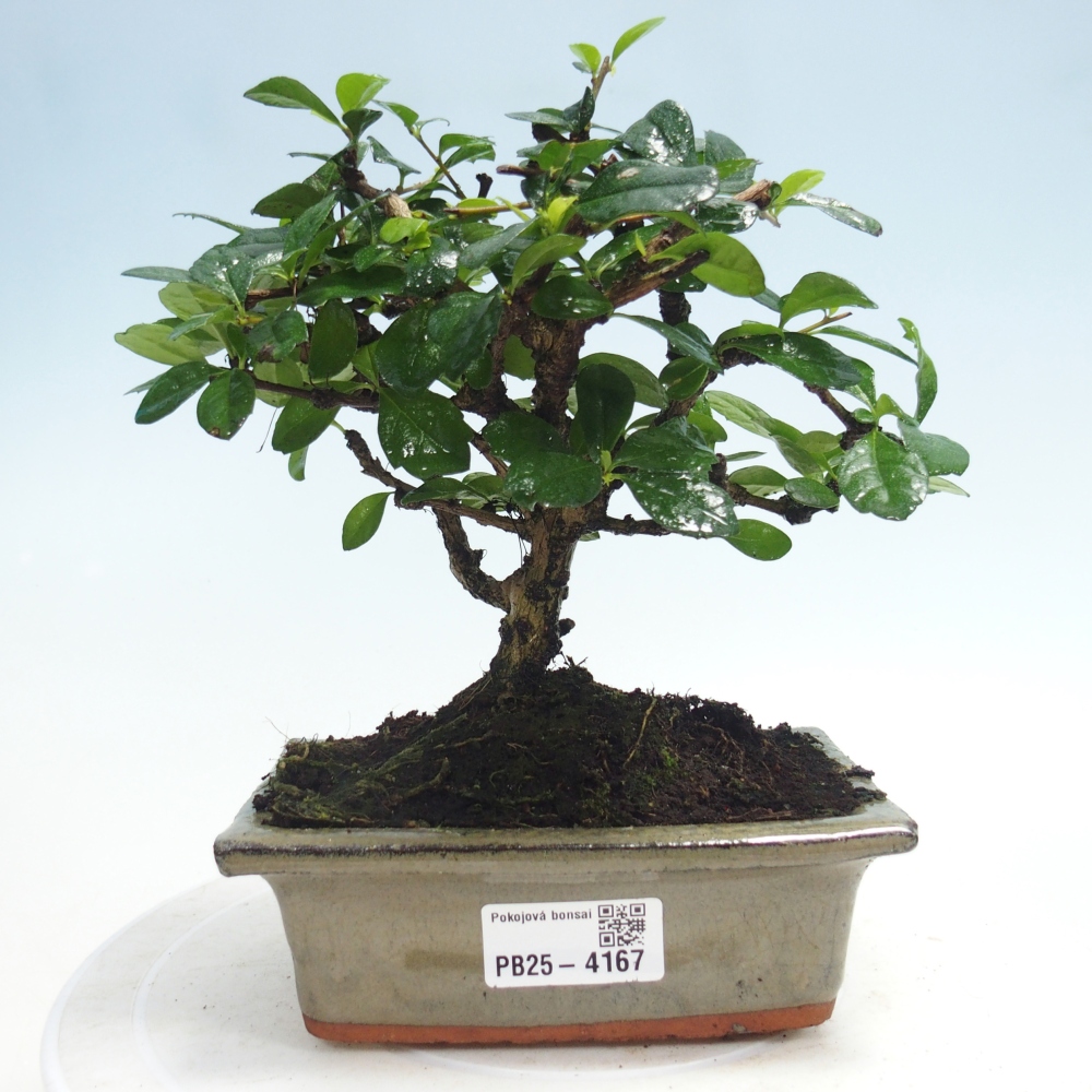 Bonsai pokojowe - Carmona macrophylla - Tea fuki
