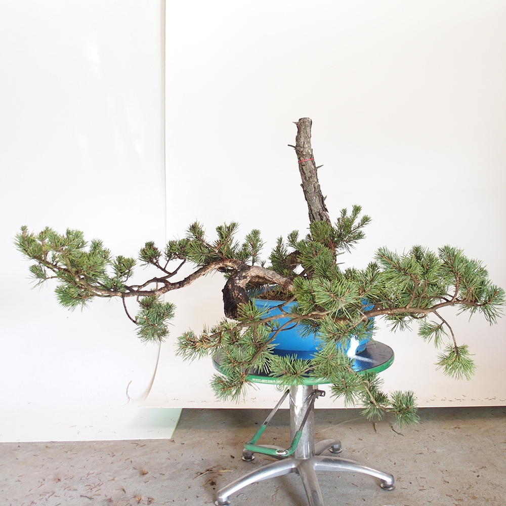 Yamadori - Pinus sylvestris Hiszpania