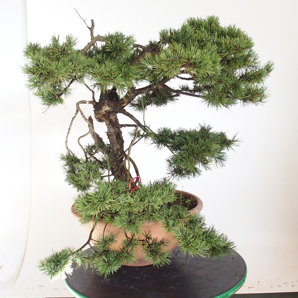 Yamadori - Pinus sylvestris Hiszpania