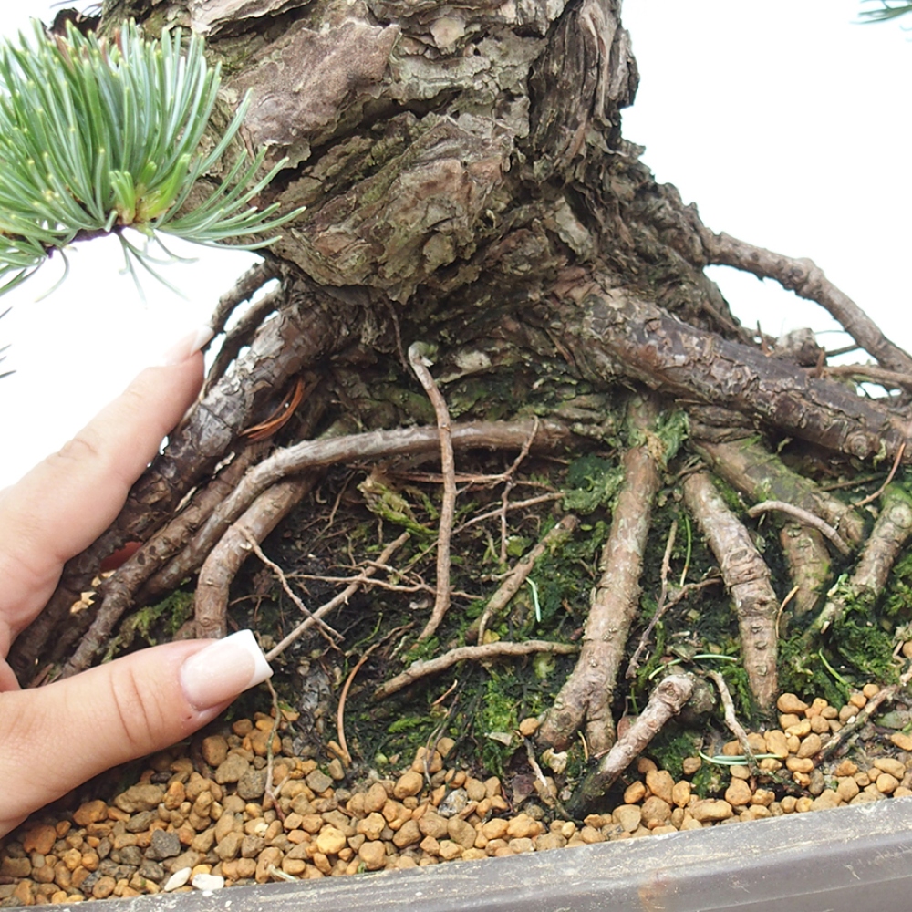 Outdoor bonsai - Pinus parviflora - Pinus parviflora