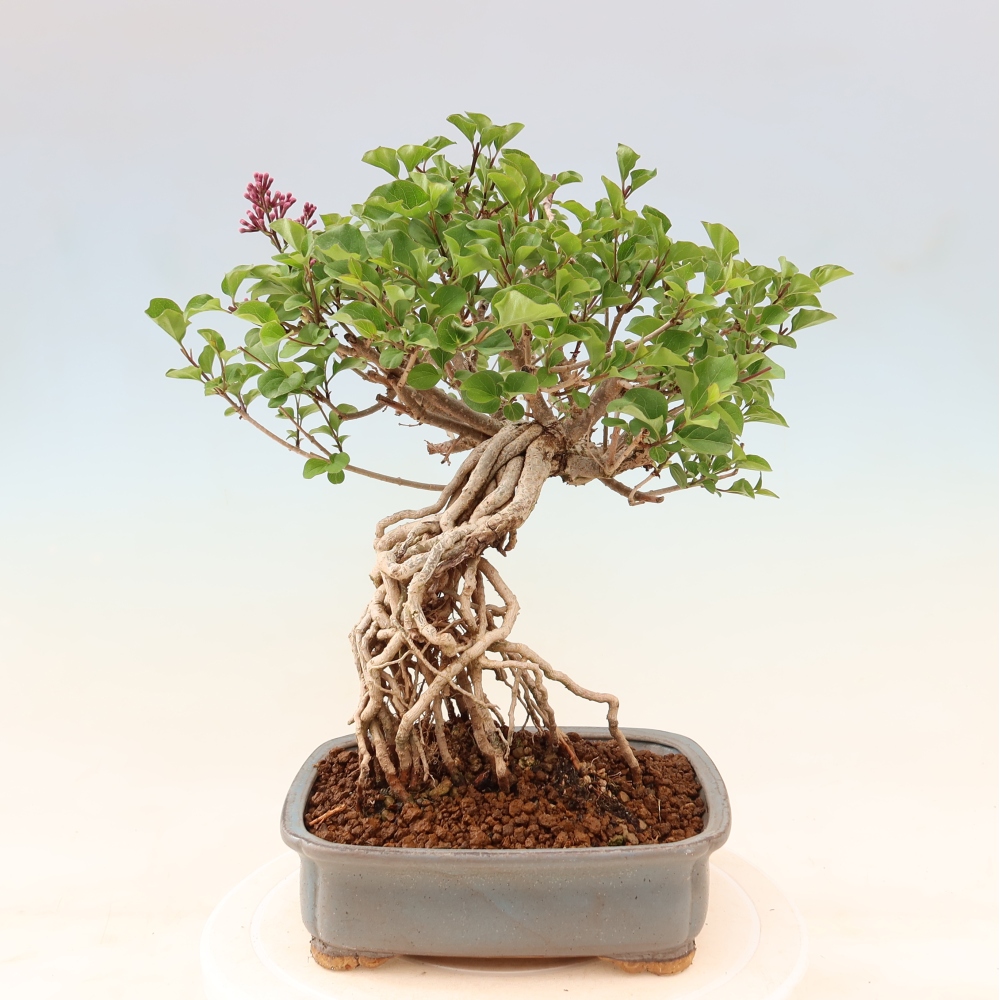 Outdoor bonsai - Syringa microphylla - liliowiec drobnokwiatowy