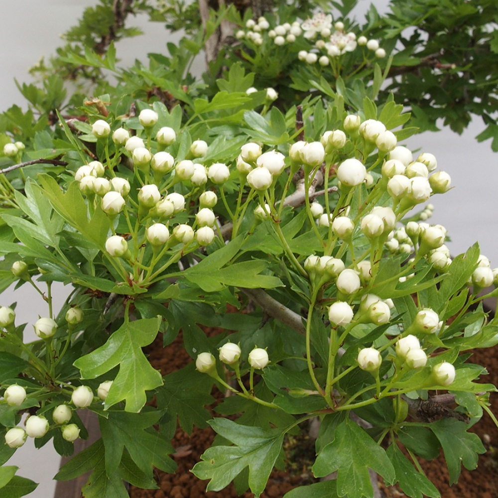 Bonsai zewnętrzne - Głóg - Crataegus monogyna