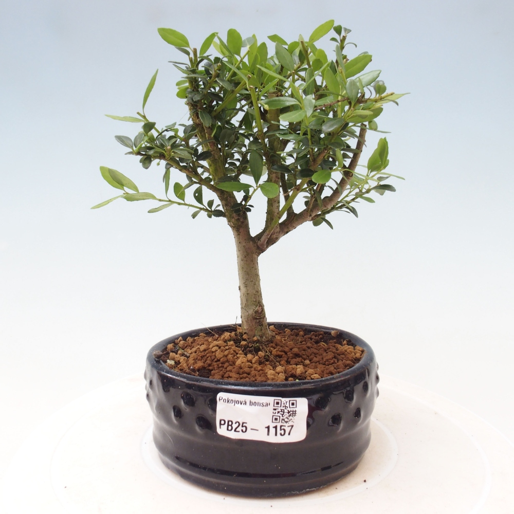 Kryty bonsai - Ilex crenata - Holly
