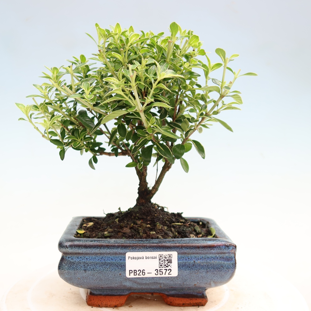 Bonsai pokojowe – Serissa foetida Variegata – Drzewo tysiąca gwiazd
