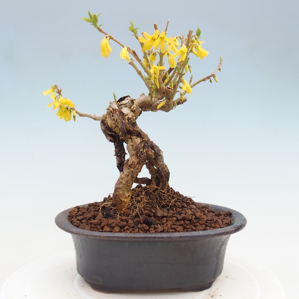 Outdoor bonsai - Zlatice - Forsycja koreańska