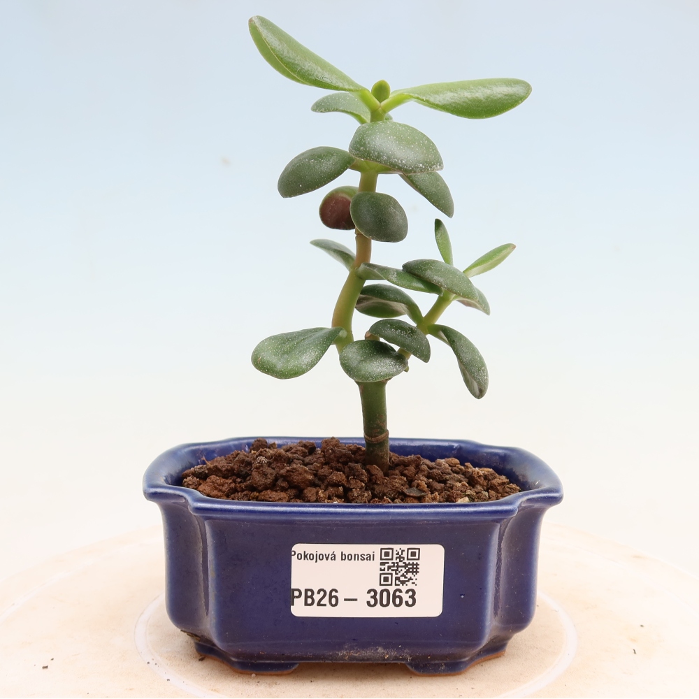 Bonsai pokojowe – Grubosz jajowaty – Crassula ovata