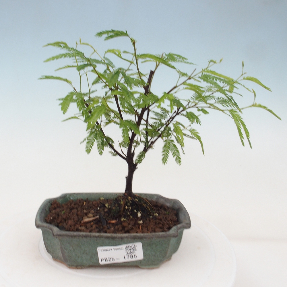 Pokój bonsai-Calliandra surinamensis Dixie Pink - Kaliandra z Surii