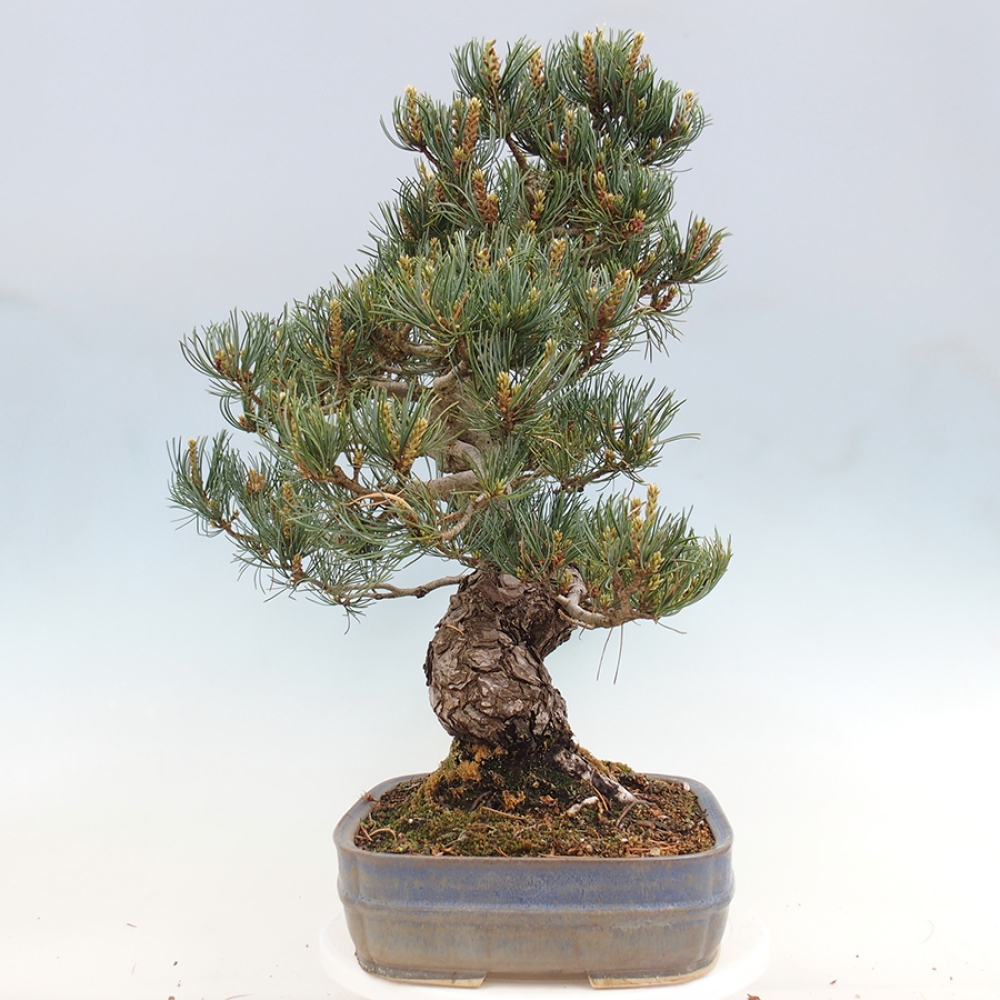Outdoor bonsai - Pinus parviflora - Pinus parviflora