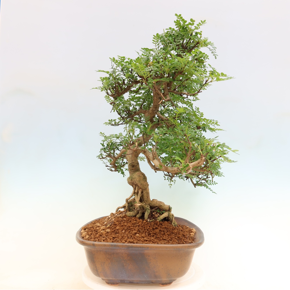 Pokój bonsai - Zantoxylum piperitum - drzewo pieprzowe