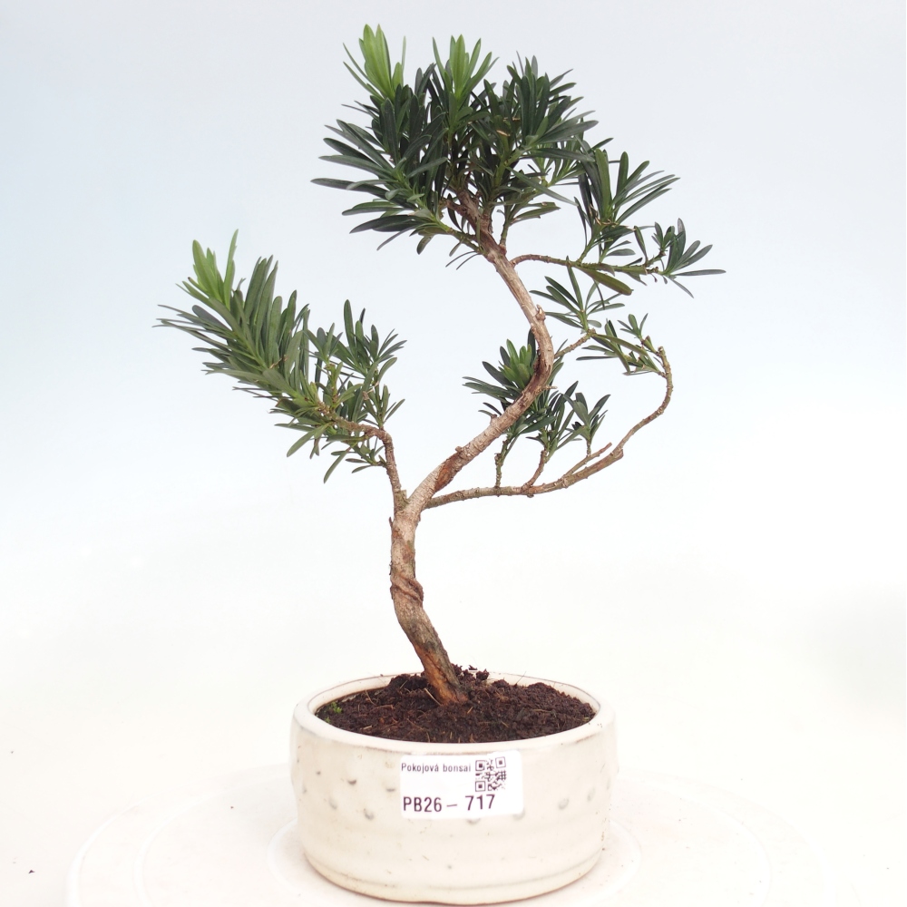 Pokój bonsai - Podocarpus - Kamienny cis