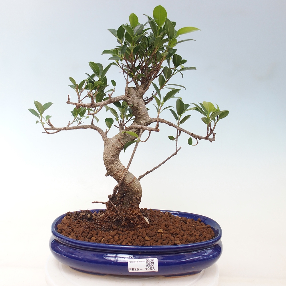 Kryty bonsai - kimono Ficus - figowiec drobnolistny