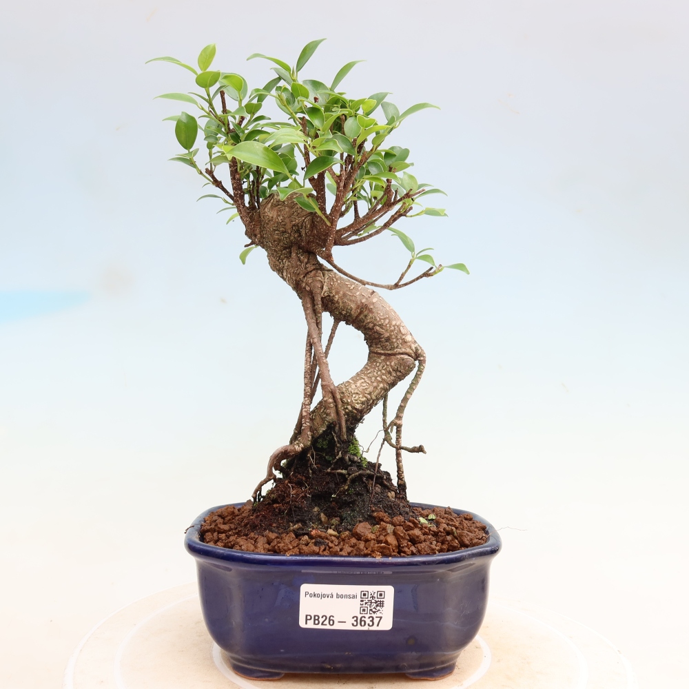 Pokój bonsai - Ficus kimmen - figowiec drobnolistny